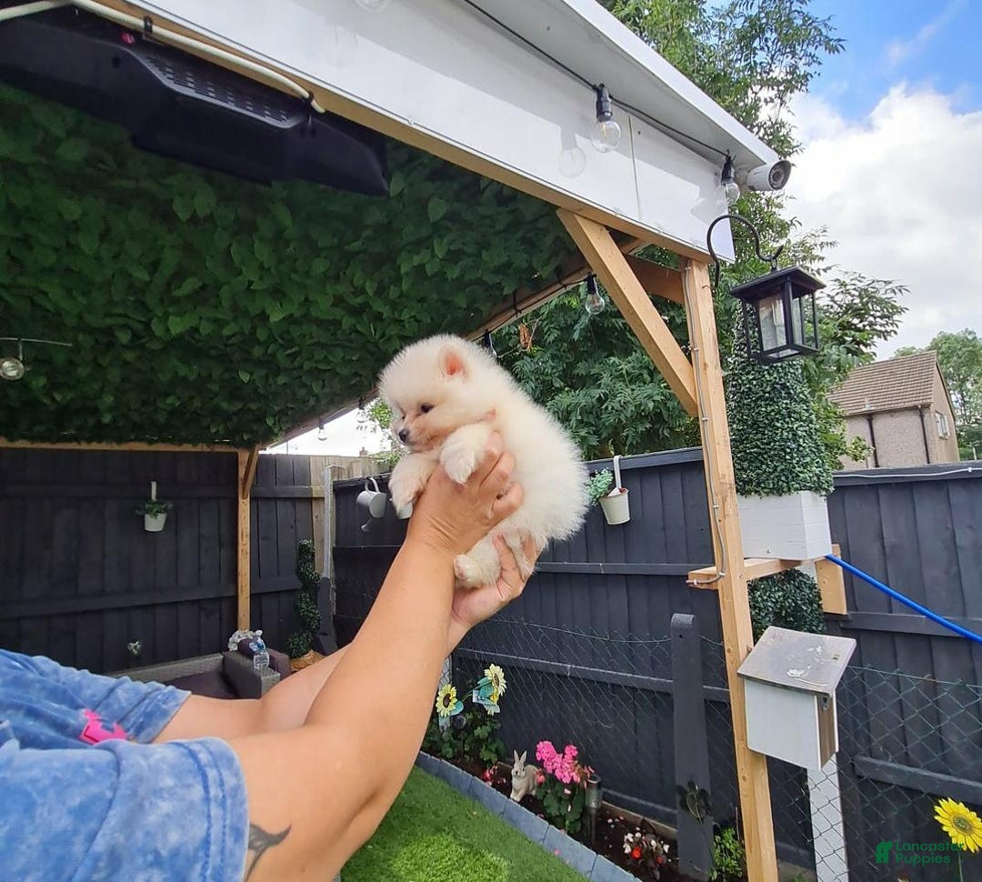 Pomeranian dogs for sale: James - Ad 8