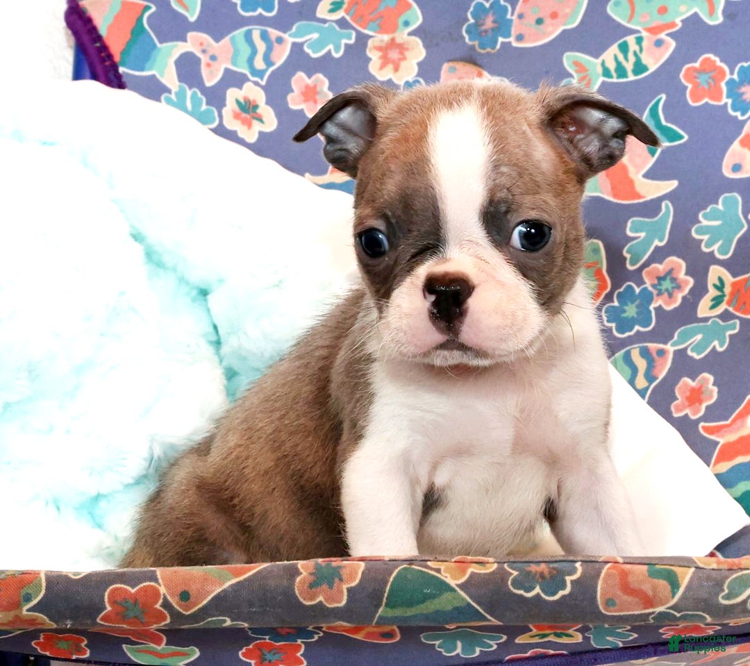 Boston Terrier dogs for sale: Cracker - Ad 4