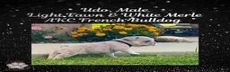 French Bulldog dogs for sale: Udo “Black”Collar, Male - Ad 18