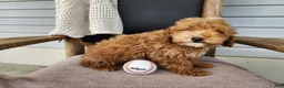 Mini Bernedoodle dogs for sale: Spencer - Ad 13