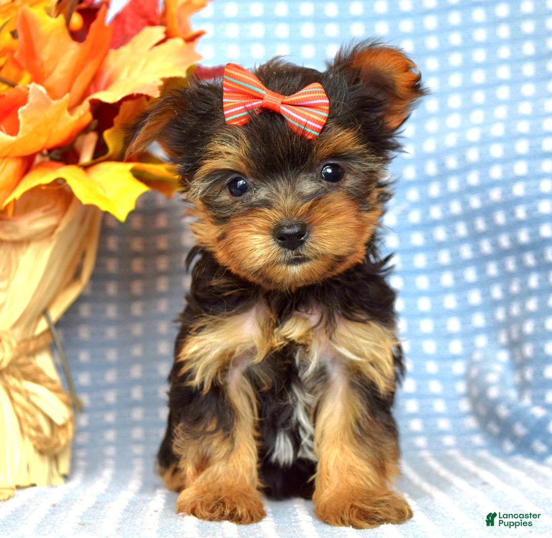 Yorkshire Terrier dogs for sale: Carly  - Ad 10