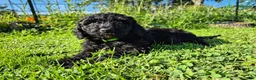 Mini Sheepadoodle dogs for sale: Apollo - Ad 6