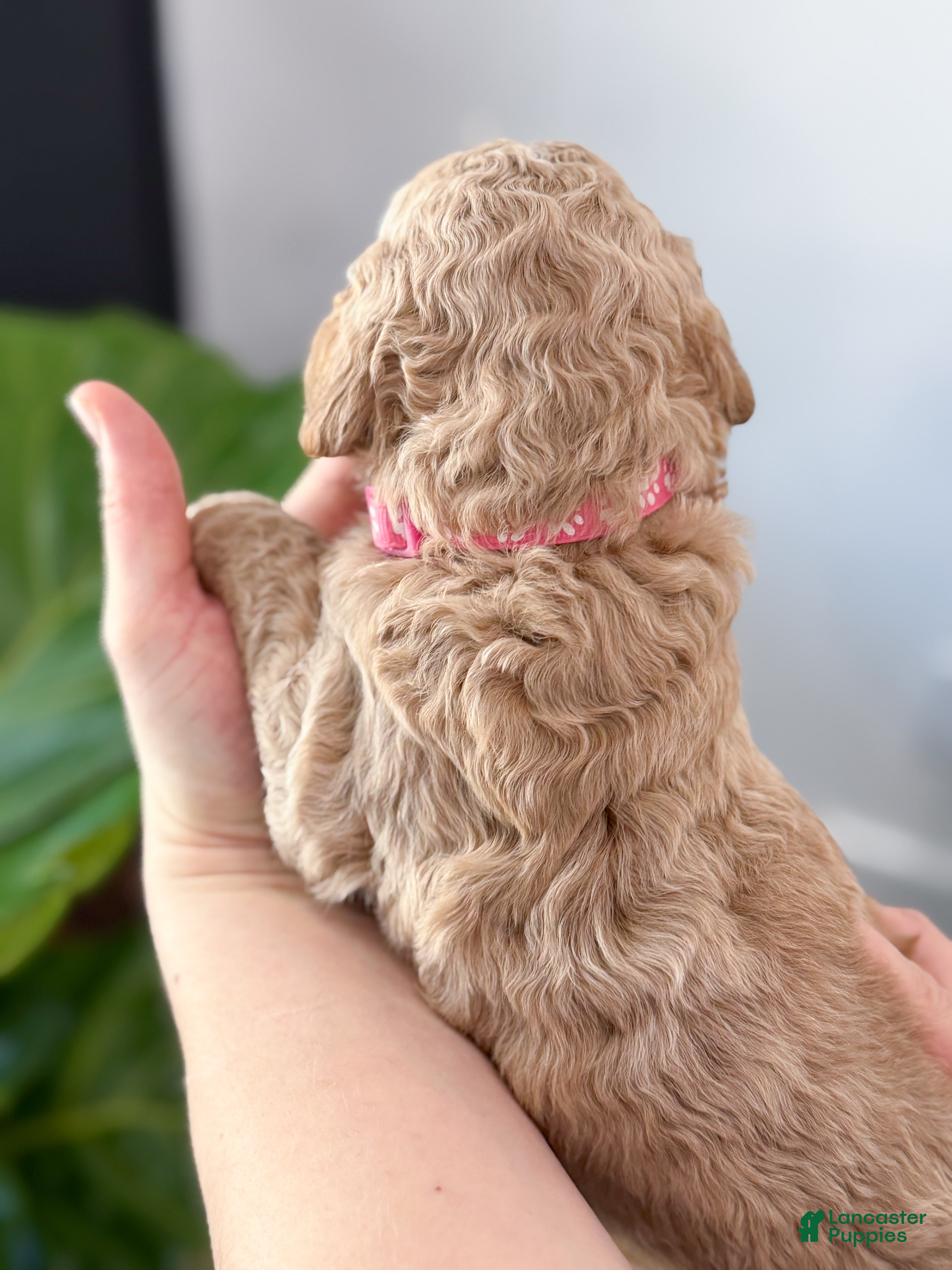Goldendoodle dogs Dixie - Ad 2