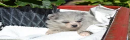 Pomeranian dogs for sale: Wynter - Ad 4