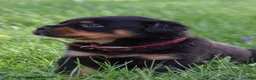 Rottweiler dogs for sale: Ruby - Ad 3