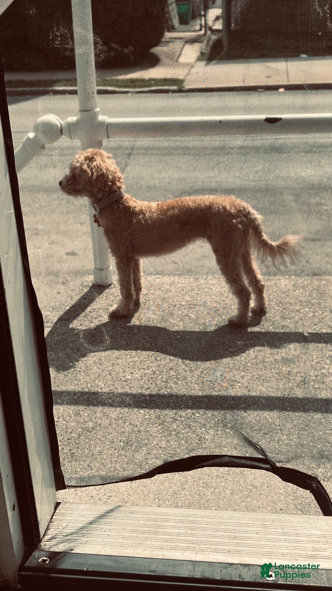 Bichpoo dogs for sale: Bichpoo Puppy 1 - Ad 2