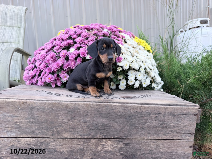 Miniature Dachshund dogs for sale: Daisy - Ad 1
