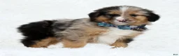 Australian Shepherd dogs for sale: Hank - Ad 4