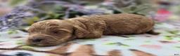 Cockapoo dogs for sale: Versace - Ad 4