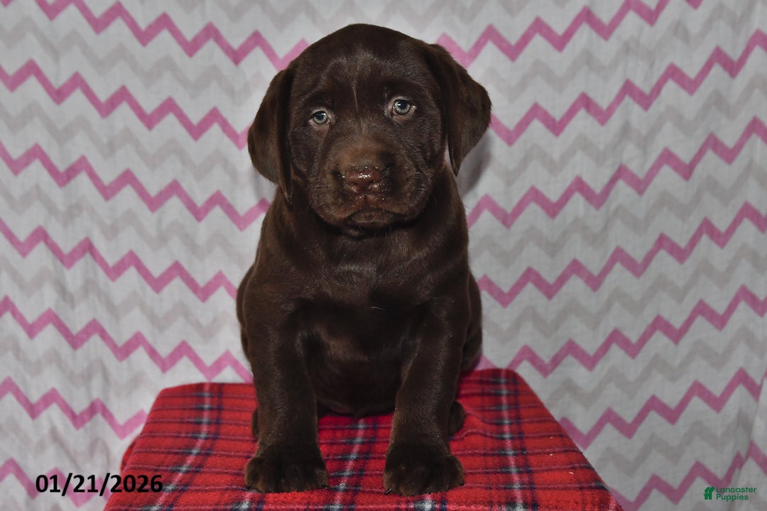 Labrador Retriever dogs for sale: Jenny - Ad 1