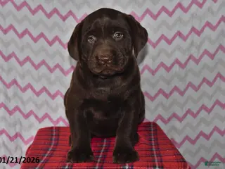 Labrador Retriever dogs Jenny - Ad 30