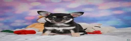 Chihuahua dogs for sale: Callie - Ad 6