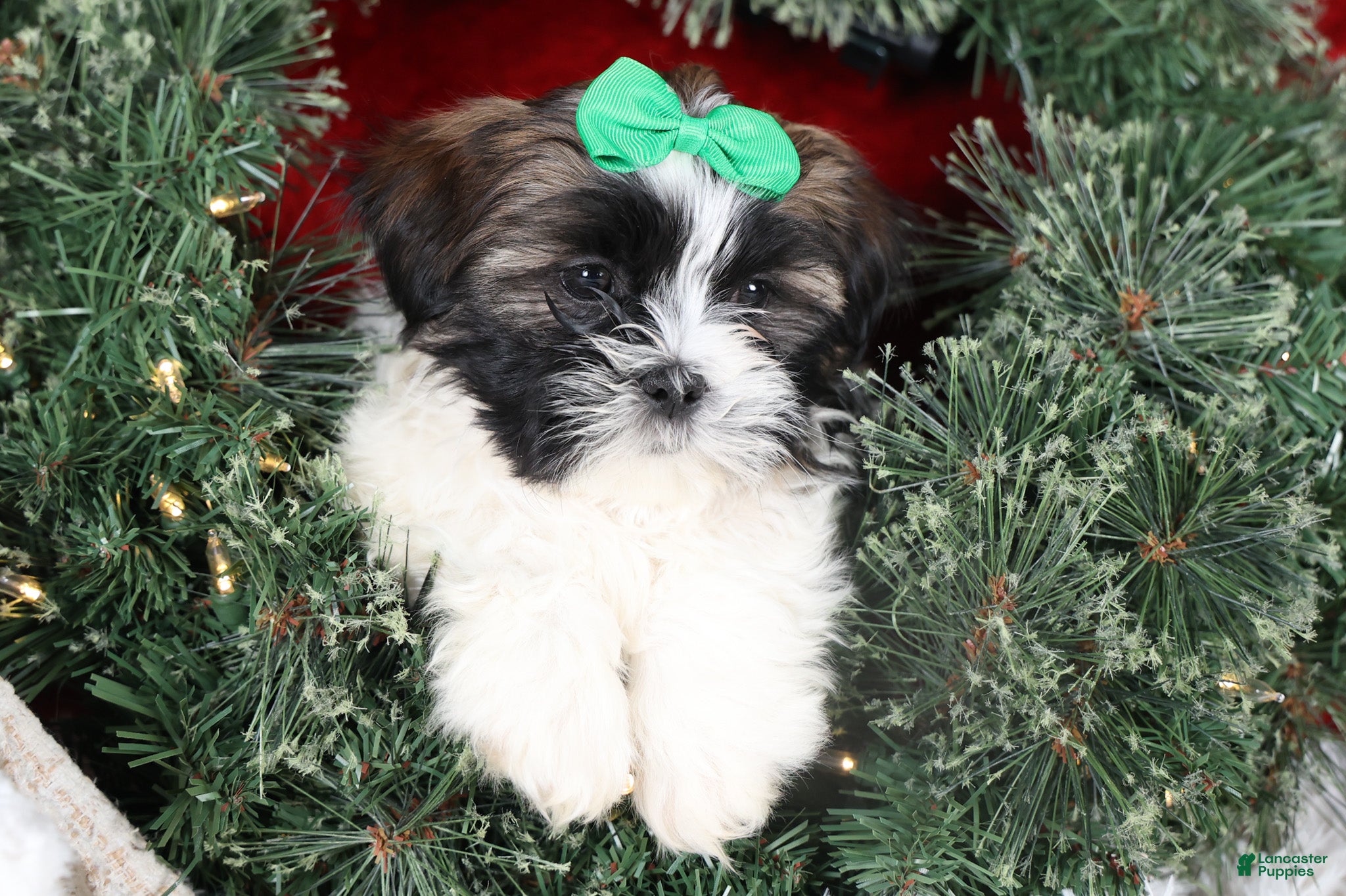 Shih Tzu dogs Pepper - Ad 27