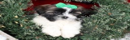 Shih Tzu dogs for sale: Pepper - Ad 1