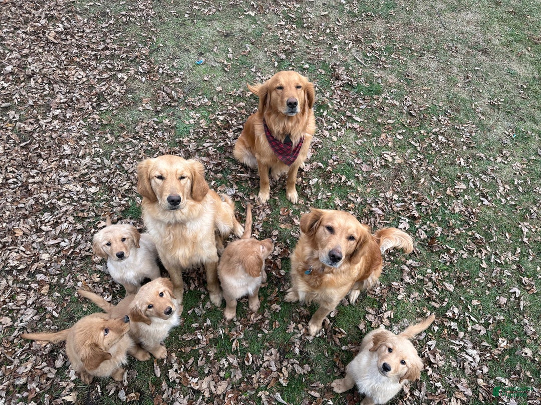 Golden Retriever dogs for sale: Golden Retriever Dark Pink Girl - Ad 50