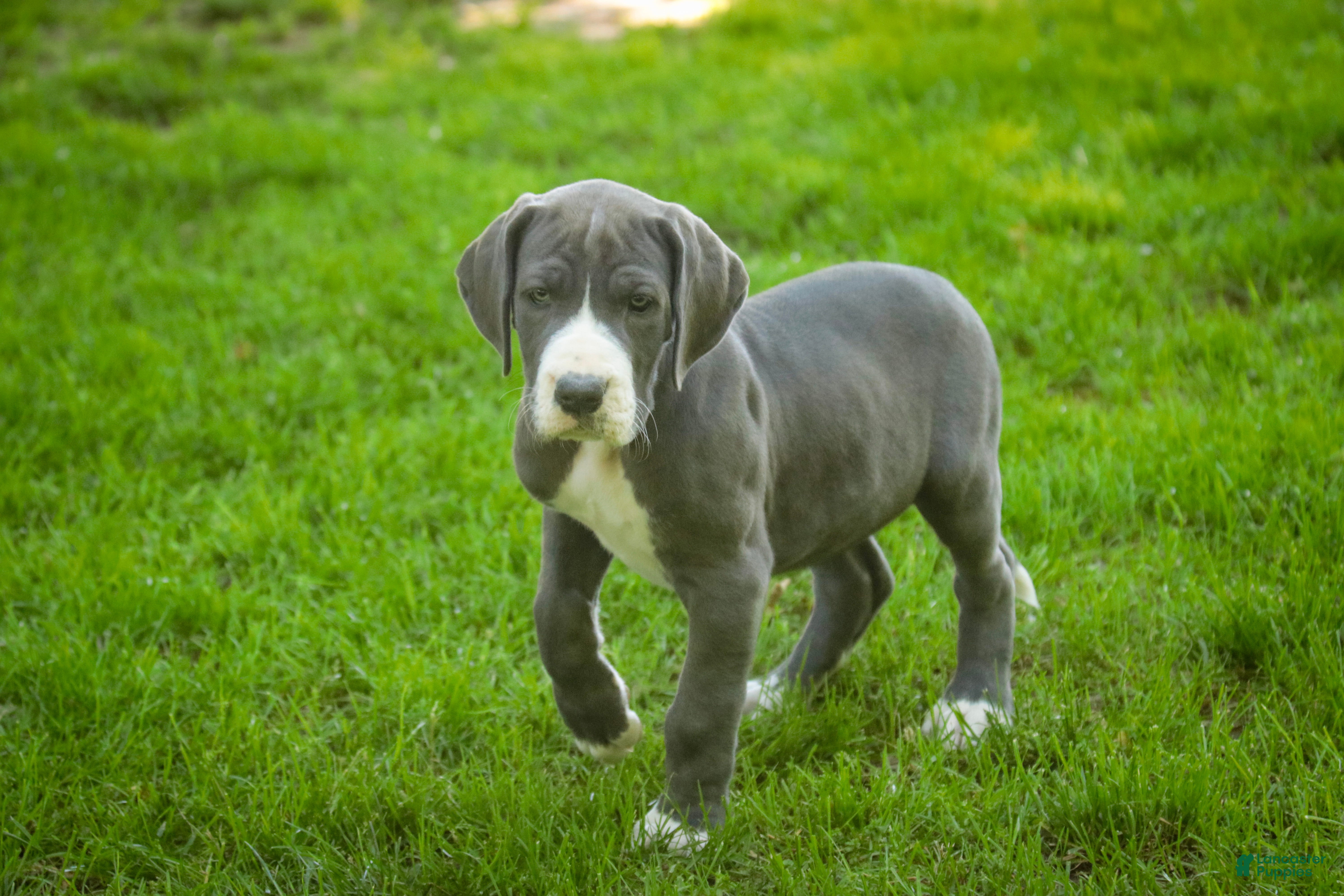 Great Dane dogs Hope - Ad 2