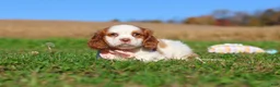 Cavalier King Charles Spaniel dogs for sale: Lola - Ad 9