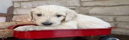 Labradoodle dogs for sale: Saffron (Girl) - Ad 3