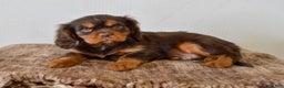 Cavalier King Charles Spaniel dogs for sale: Allison - Ad 2