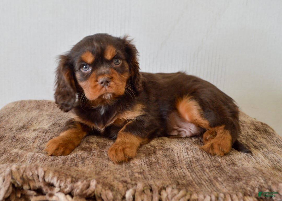 Cavalier King Charles Spaniel dogs for sale: Allison - Ad 2