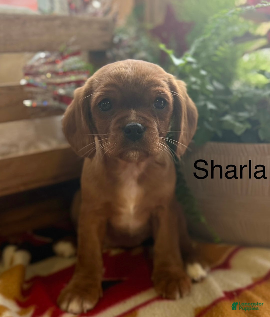 Mixed Breed dogs for sale: Sharla - Ad 1