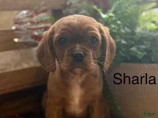 Mixed Breed dogs Sharla - Ad 33