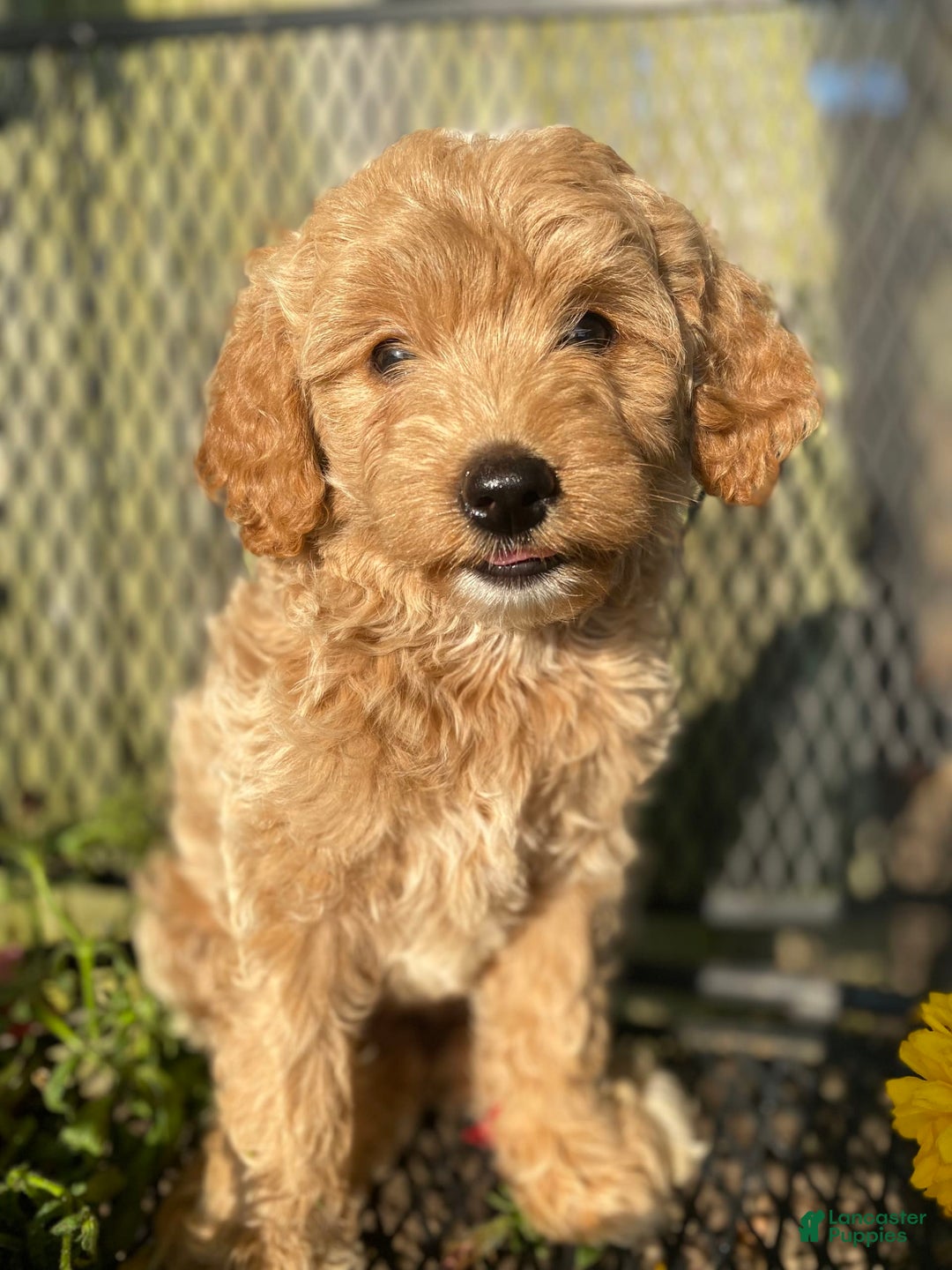 Brown And White Mini Mini Goldendoodles Goldendoodles For Sale