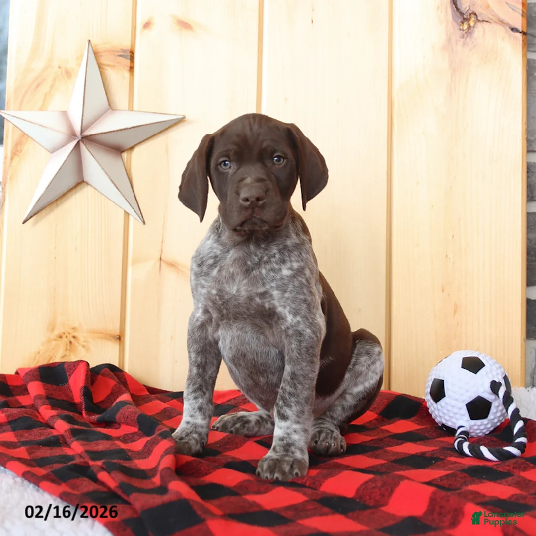 German Shorthaired Pointer dogs for sale: Dover - Ad 4