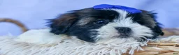 Shih Tzu dogs for sale: SAMSON - Ad 10