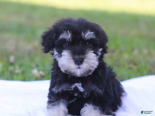 Miniature Schnauzer dogs - Ad 16