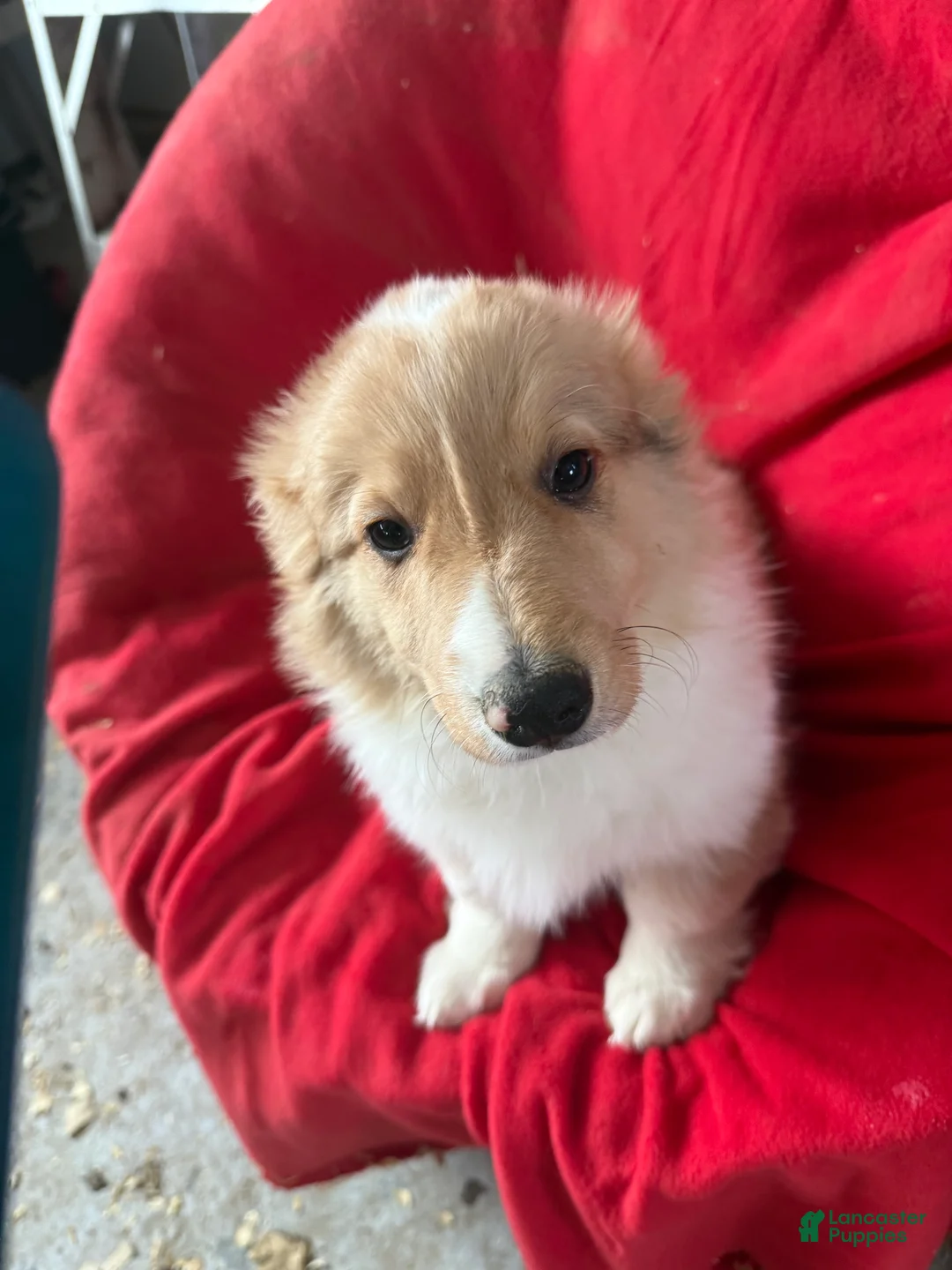 Welsh Corgi Pembroke dogs for sale: Welsh Corgi Pembroke Puppy 3 - Ad 1
