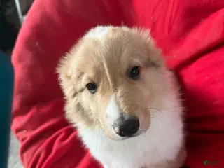 Welsh Corgi Pembroke dogs Welsh Corgi Pembroke Puppy 3 - Ad 29