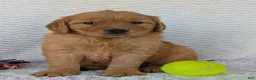 Golden Retriever dogs for sale: Miss Honey  - Ad 7