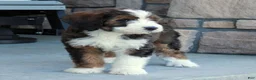 Bernedoodle dogs for sale: Luna - Ad 2