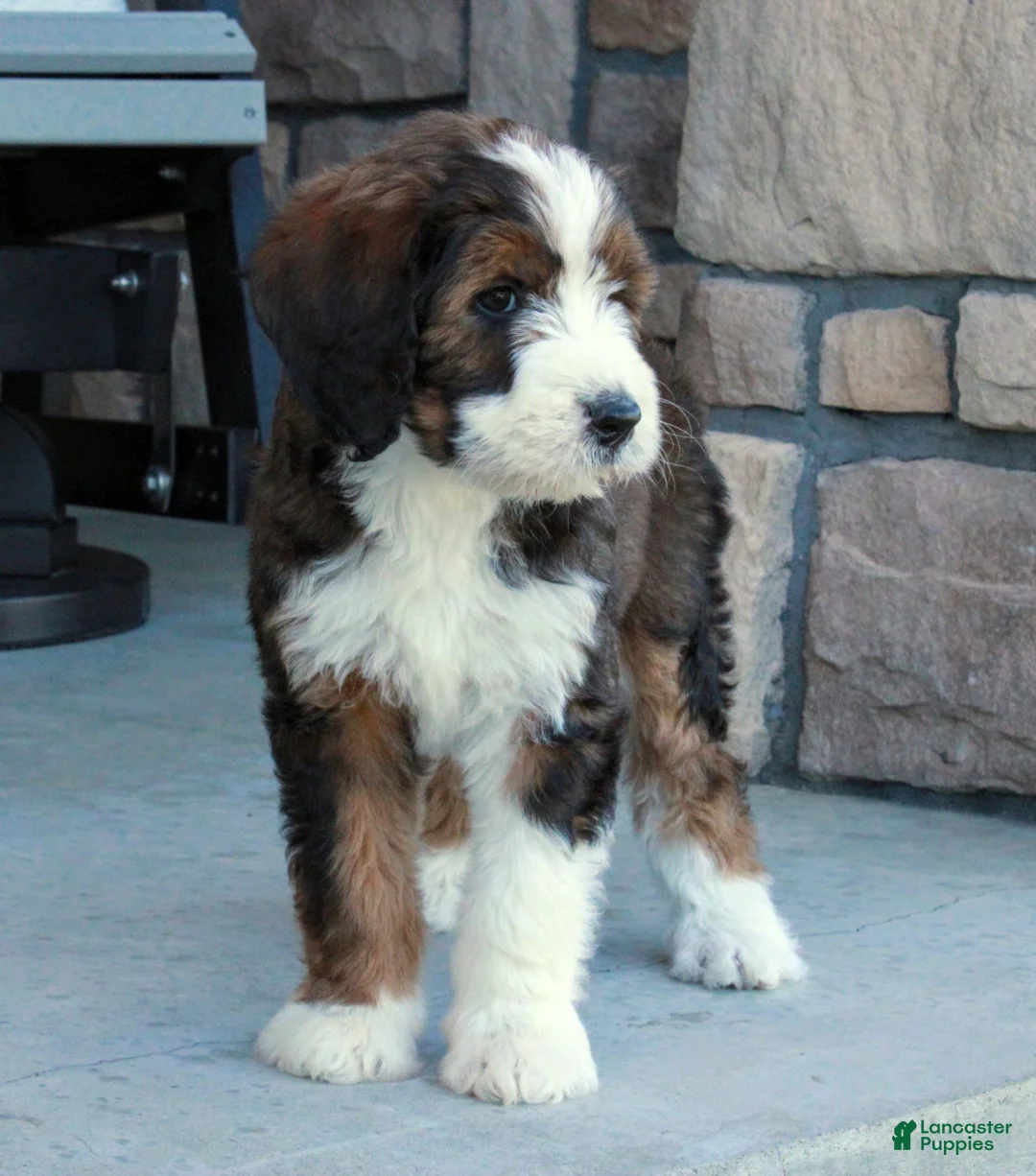 Bernedoodle dogs for sale: Luna - Ad 2