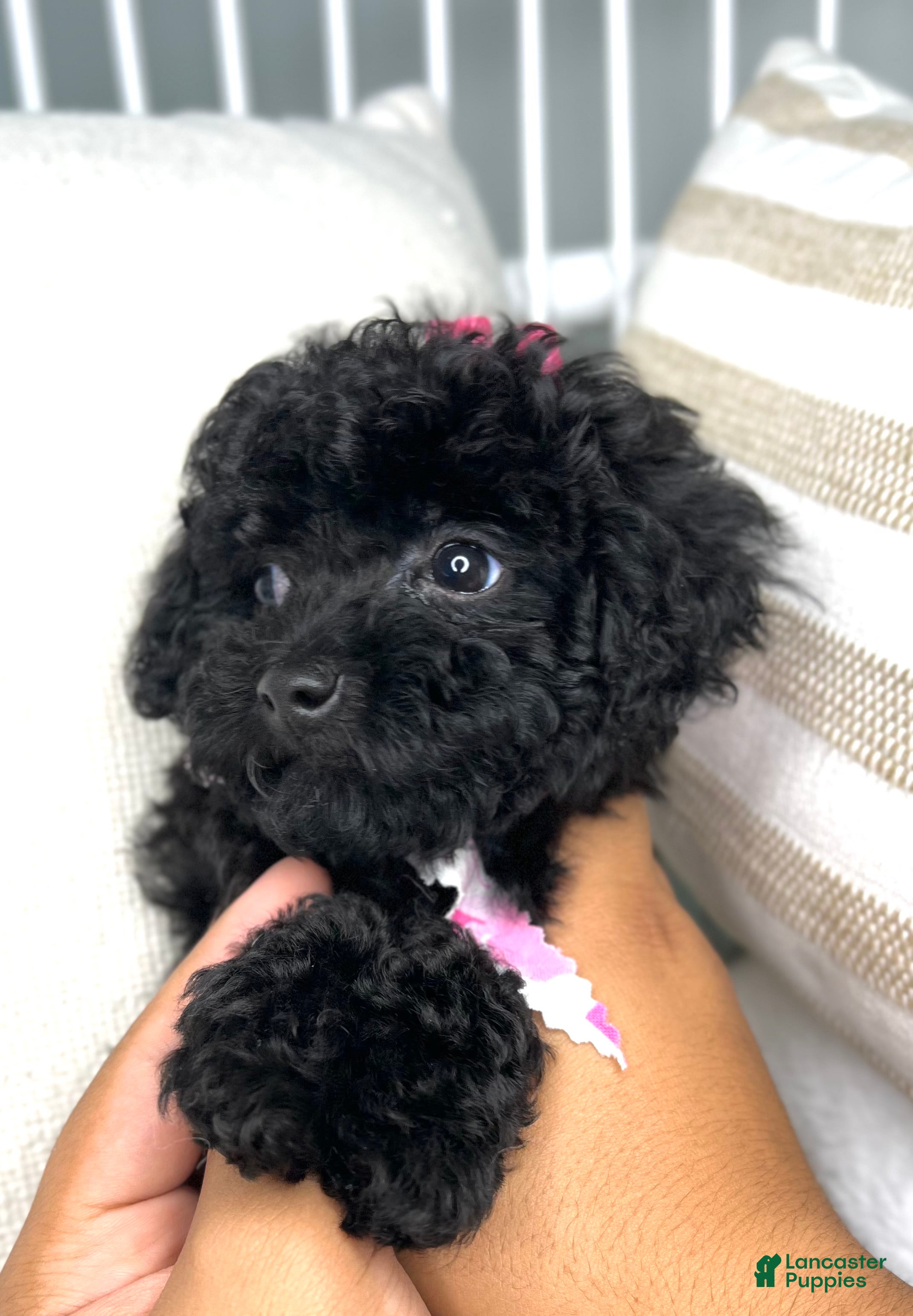Toy Poodle dogs Toy Poodle Puppy 2 - Ad 28