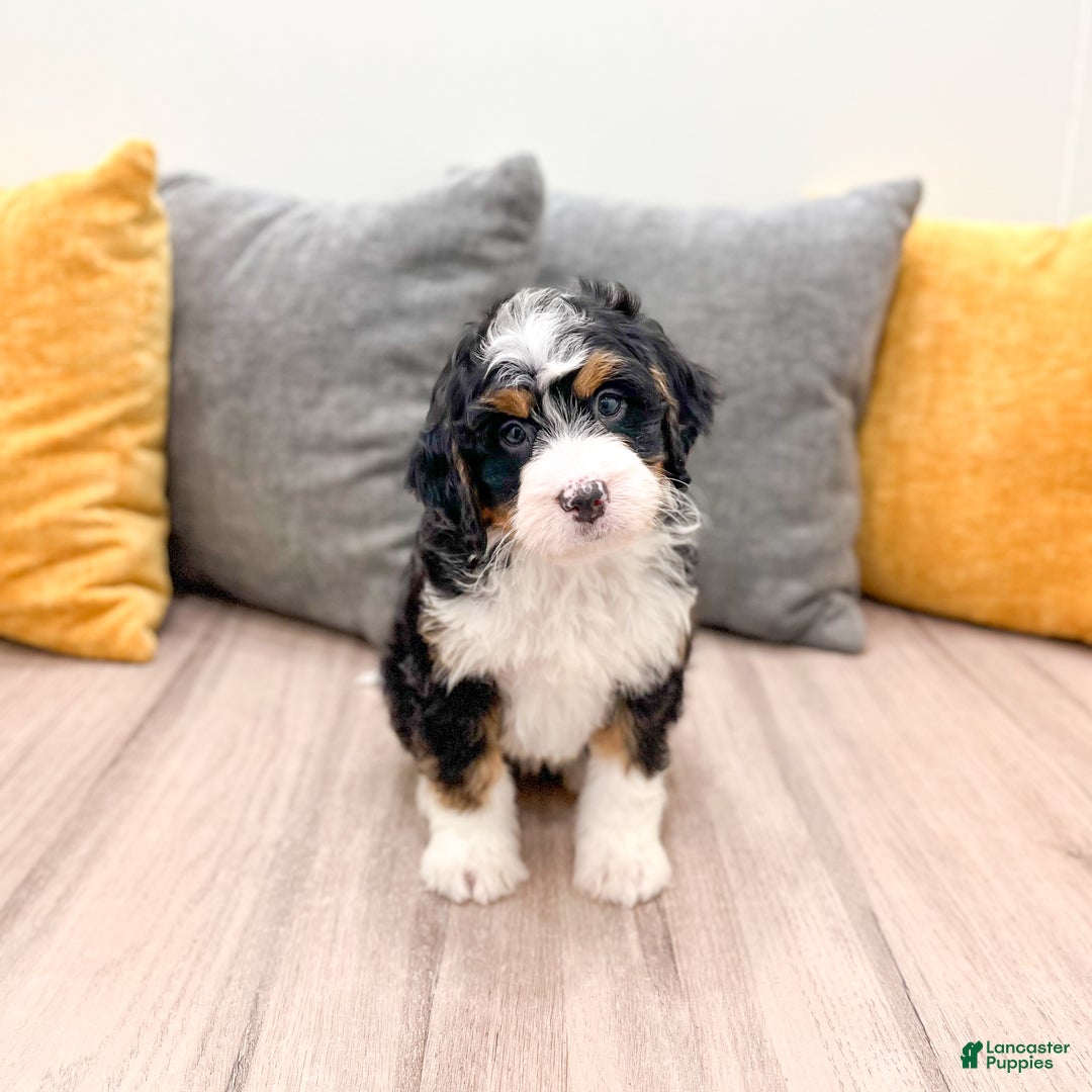 Mini Bernedoodle dogs for sale: Katie - Ad 2
