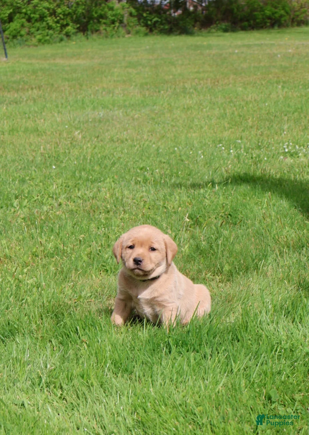 Labrador Retriever dogs for sale: Willow - Ad 2