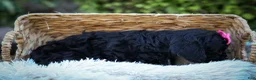 Cavapoo dogs for sale: BELLA - Ad 12