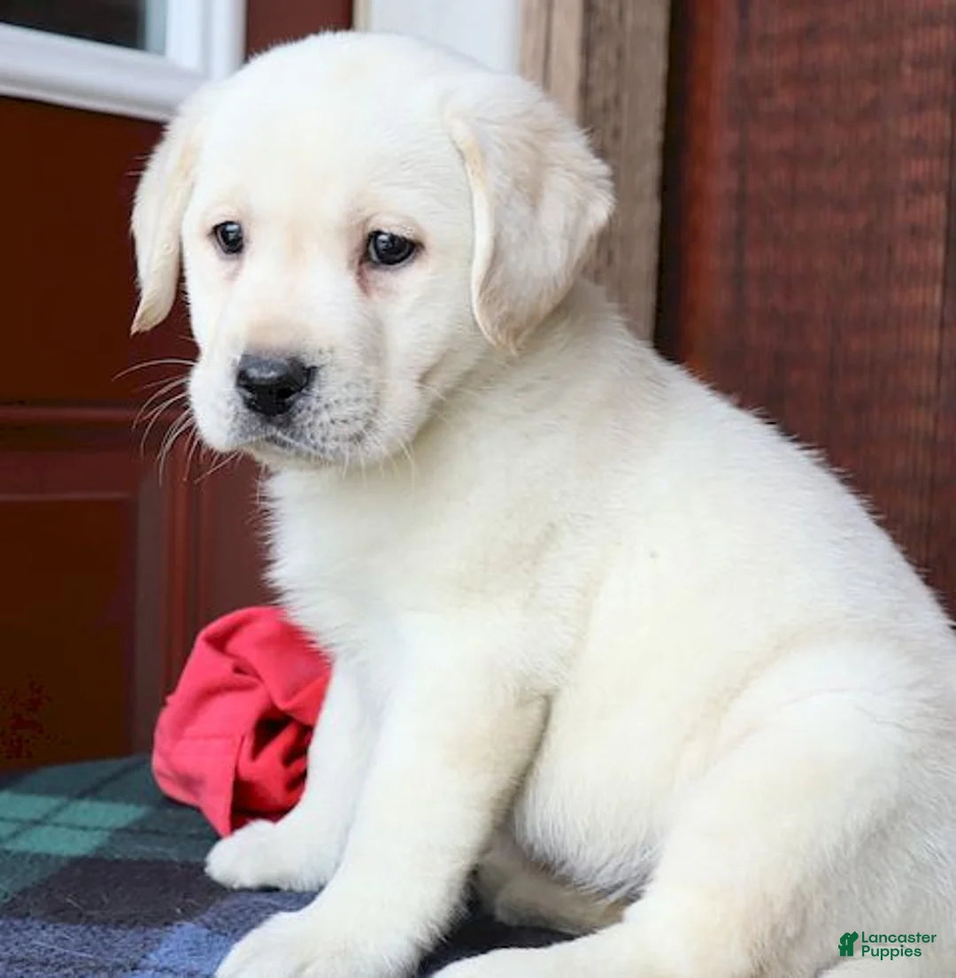Labrador Retriever dogs for sale: Kinsley - Champ line - Ad 7
