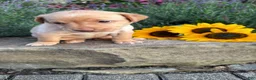 Labrador Retriever dogs for sale: Sunny - Ad 3
