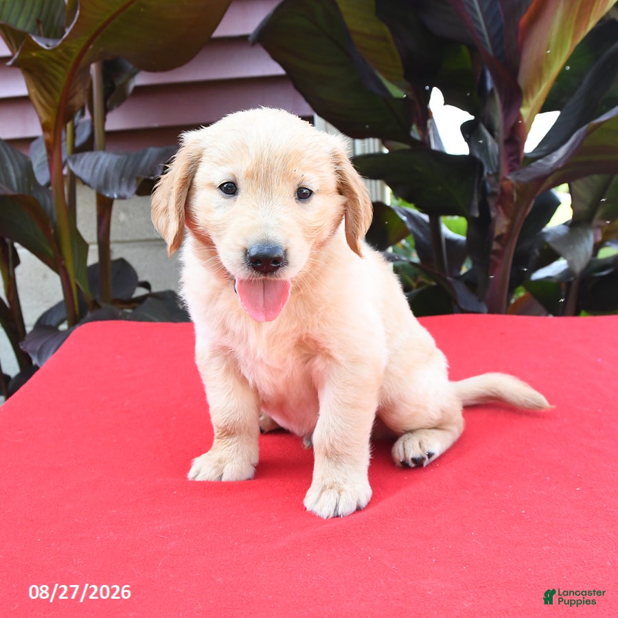 Golden Retriever dogs Darla - Ad 1