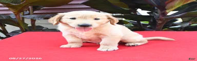 Darla