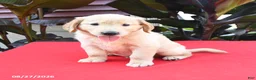 Golden Retriever dogs for sale: Darla - Ad 1