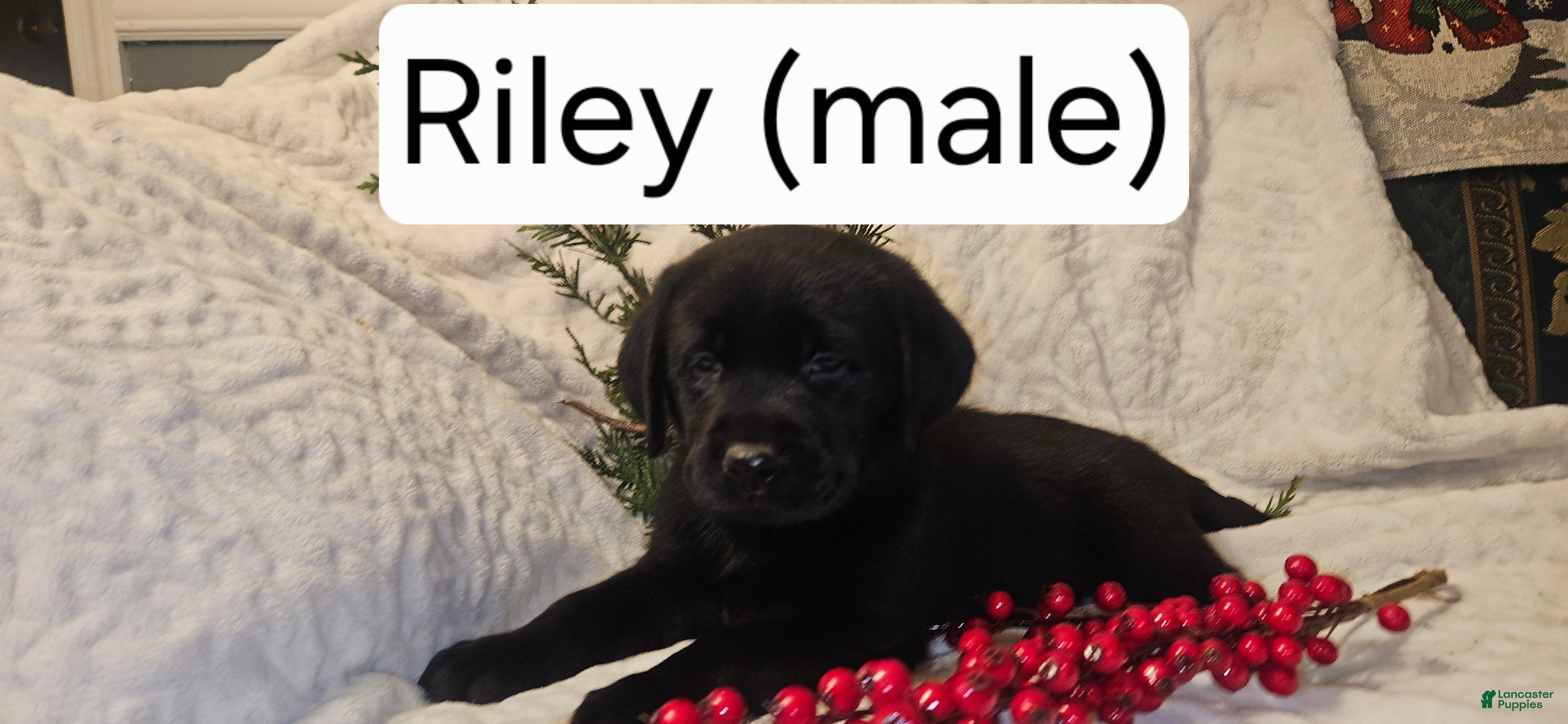 Labrador Retriever dogs Riley - Ad 39