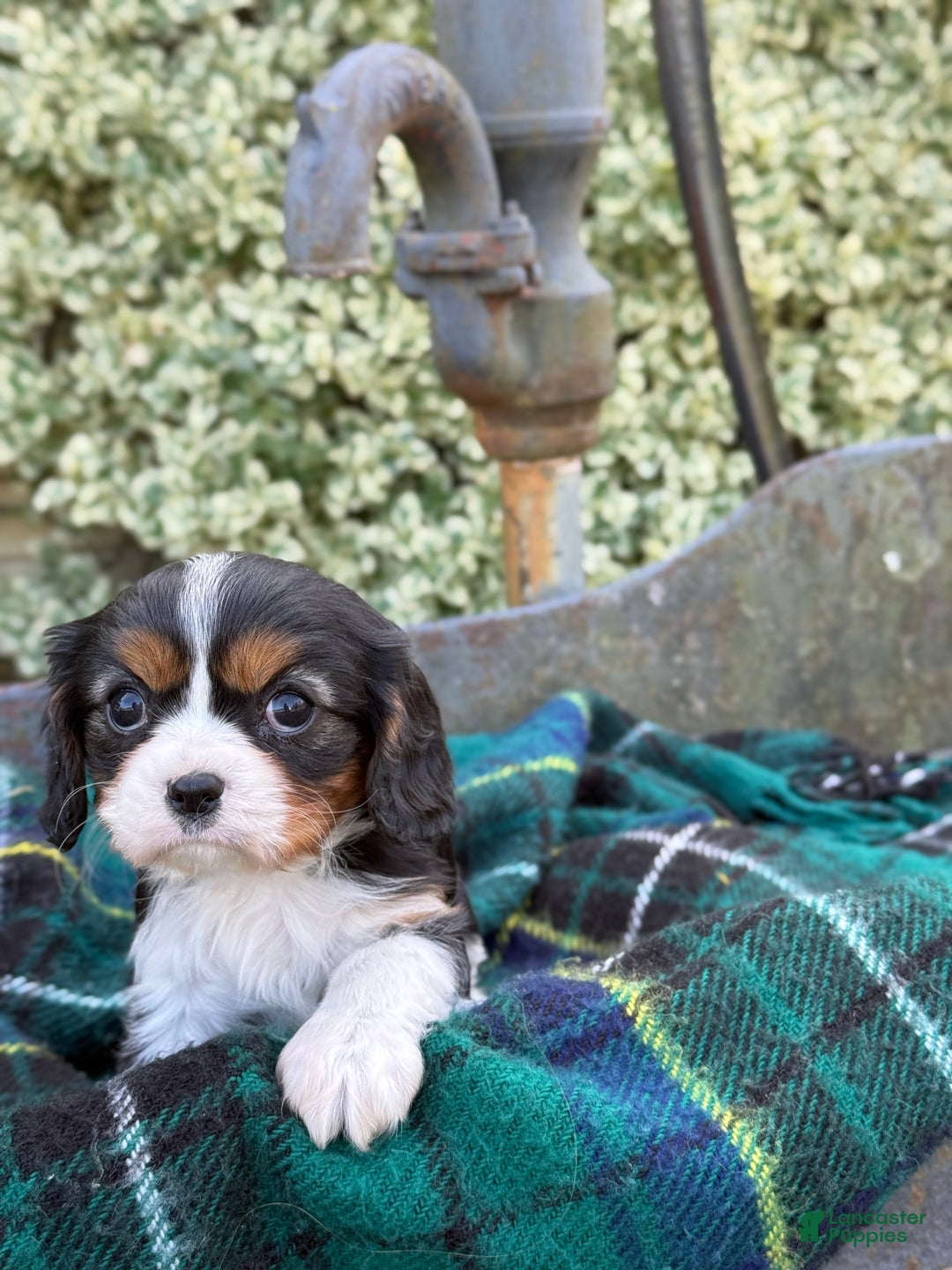 Cavalier King Charles Spaniel dogs for sale: Cutsie - Ad 4