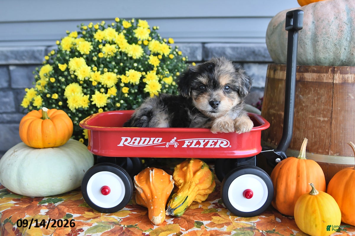 Yorkiepoo dogs Amber - Ad 2
