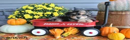 Yorkiepoo dogs for sale: Amber - Ad 2