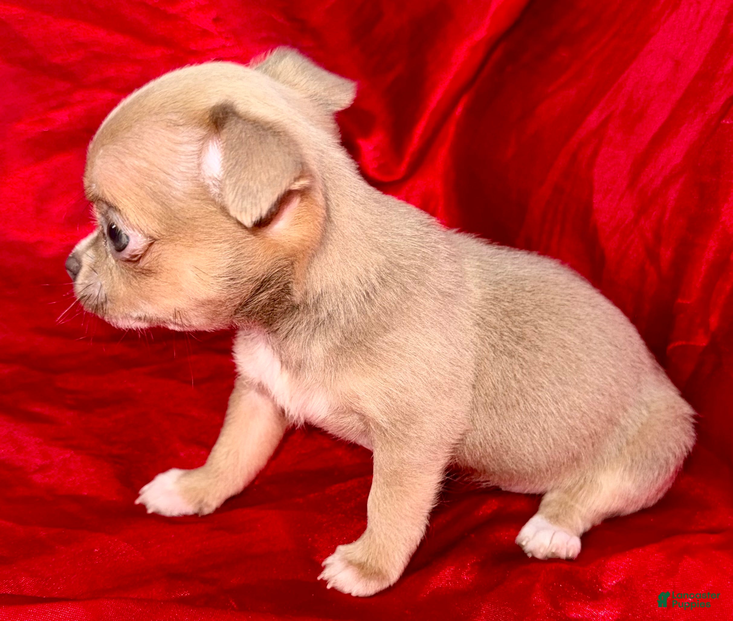 Chihuahua dogs Chihuahua Puppy 1 - Ad 2