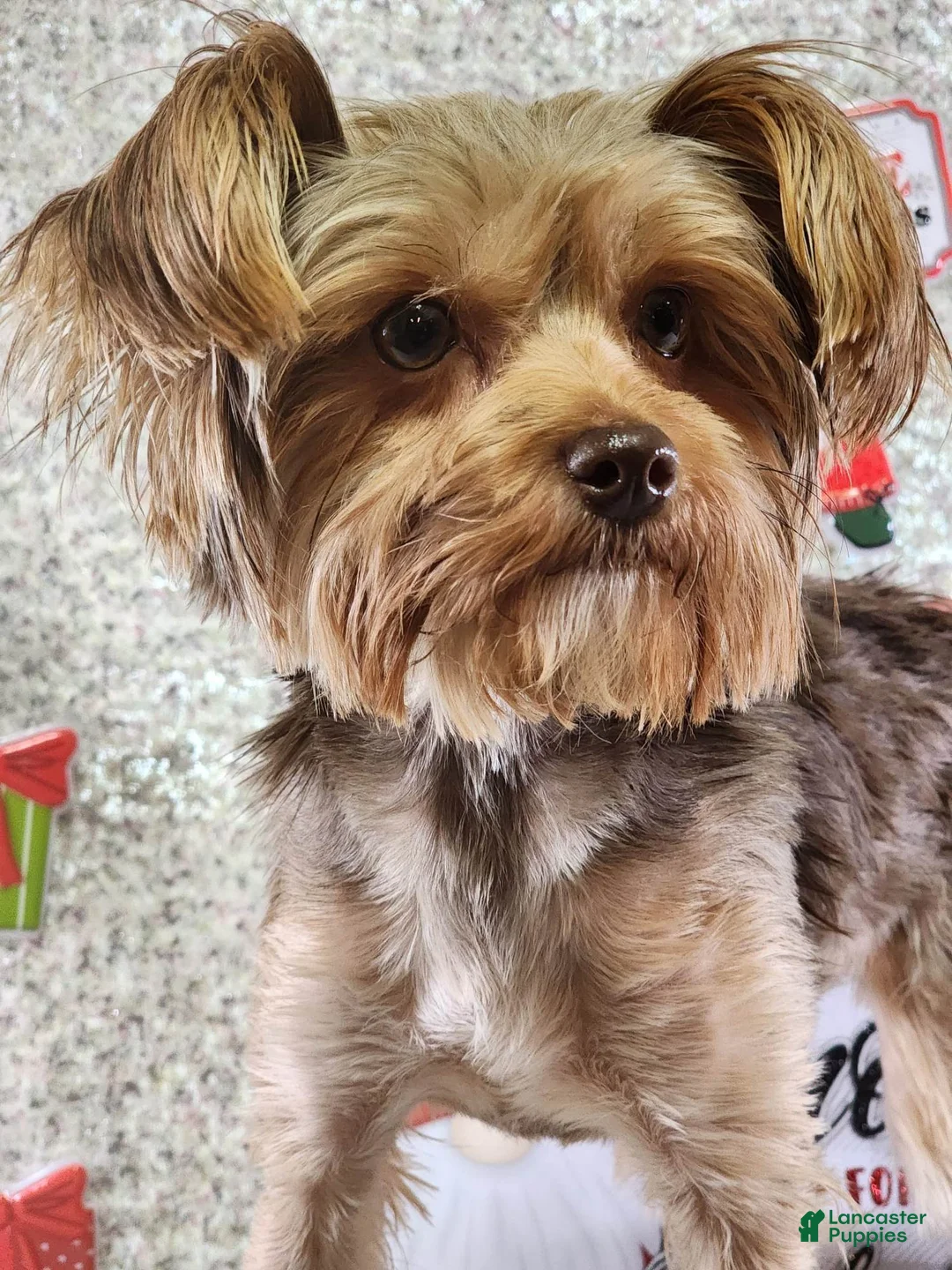 Yorkshire Terrier dogs for sale: Garrett - Ad 2